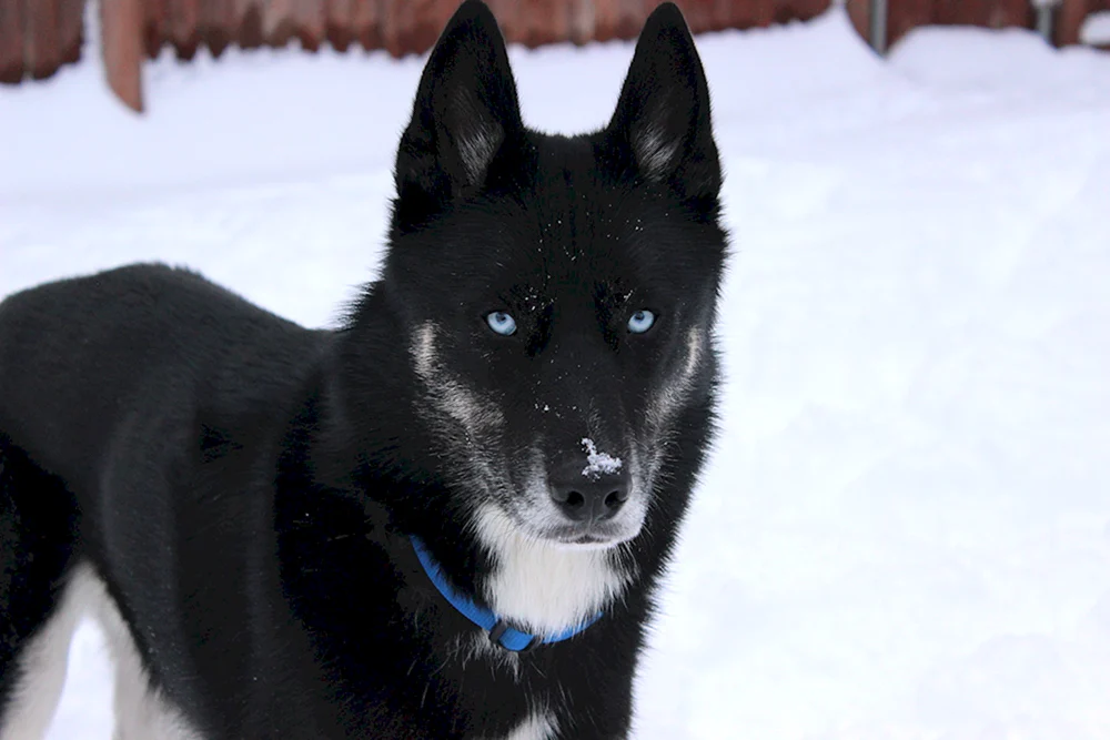 Norwegischer Husky schwarz