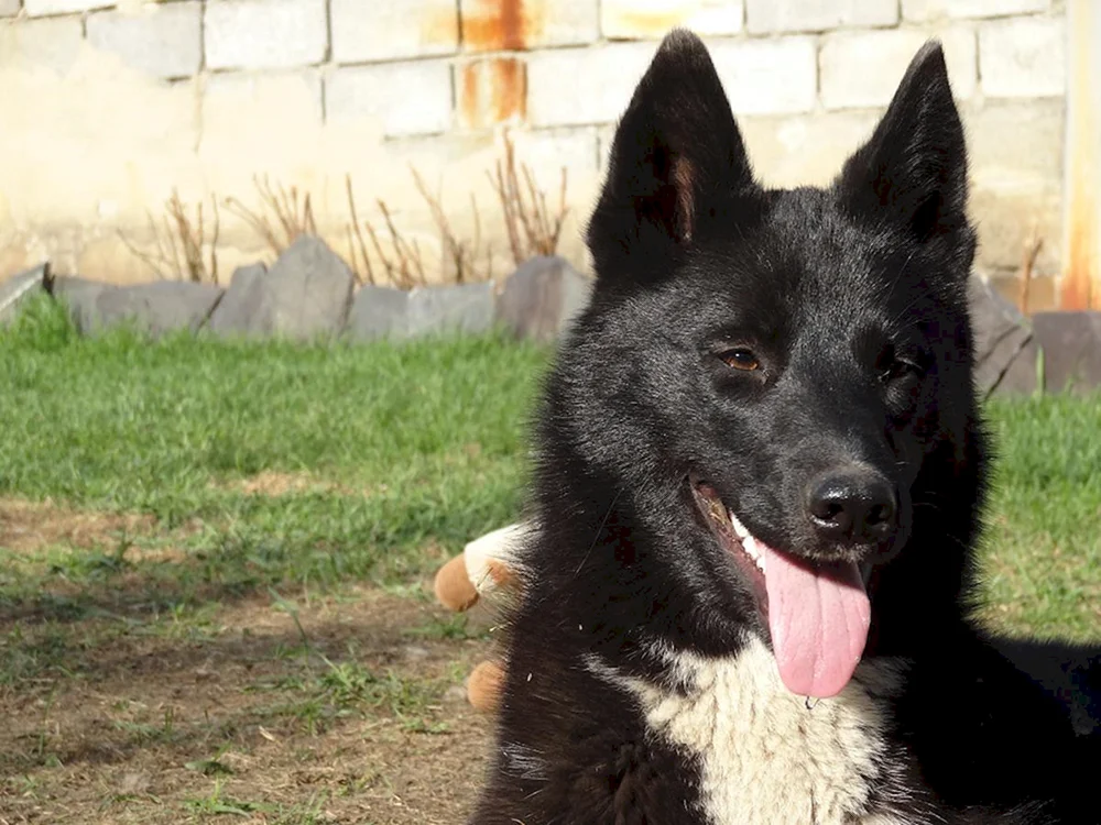 Norwegischer Husky schwarz