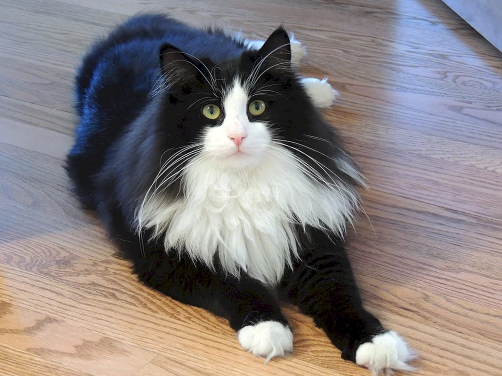 Chantilly Tiffany Katze