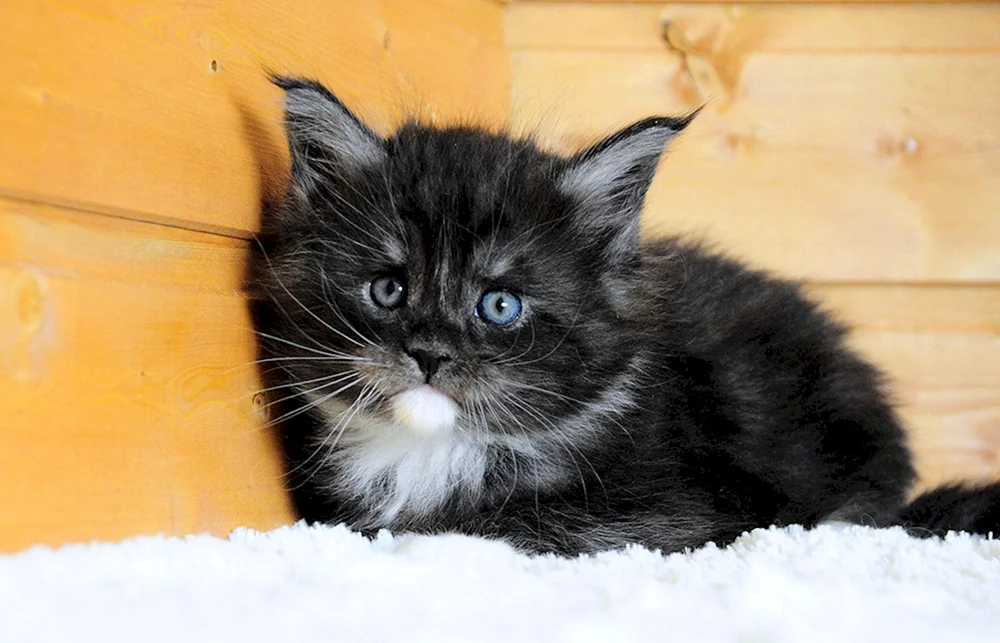 Bombay Langhaar Katze