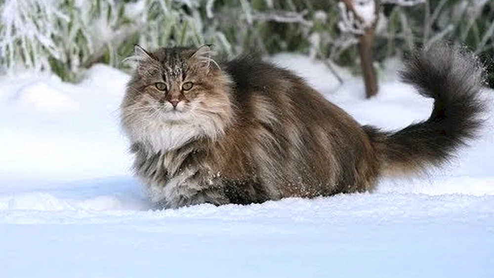 Norwegische Nachtkatze