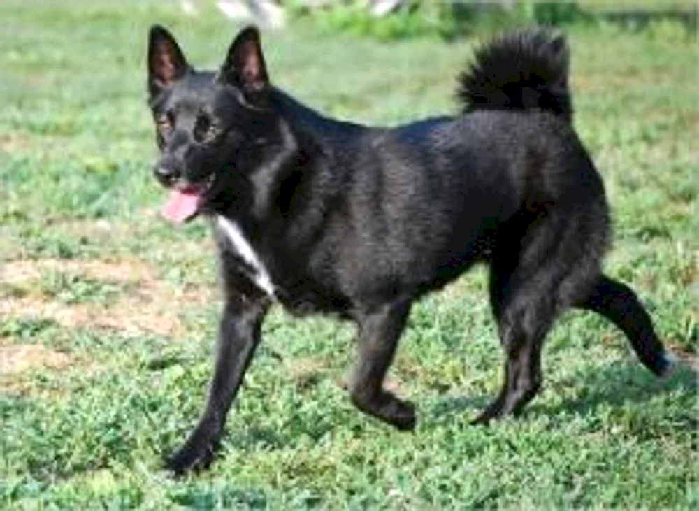 Norwegischer schwarzer Elchhund
