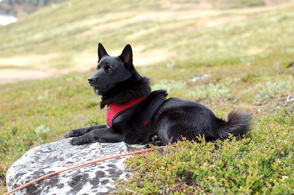 Norwegischer schwarzer Elchhund