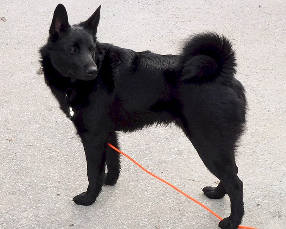Russischer Europäischer Husky
