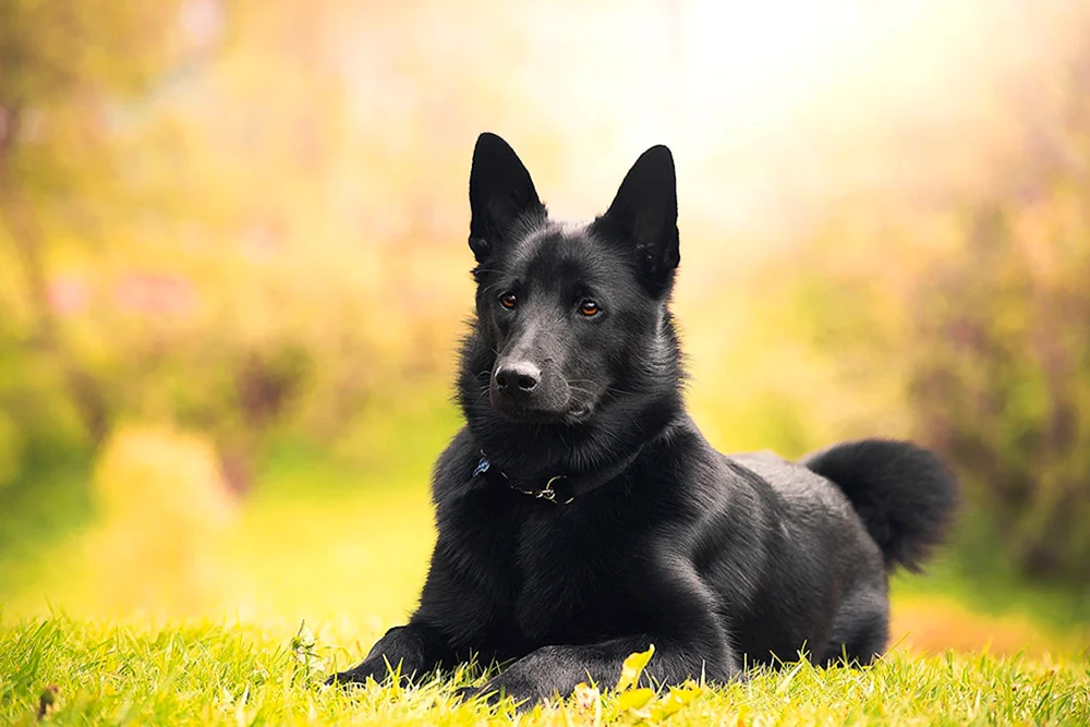 Russischer Europäischer Husky