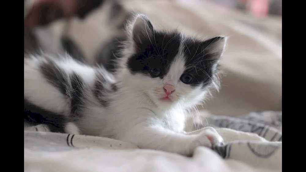 Europäische Kurzhaarkatze schwarz-weiß