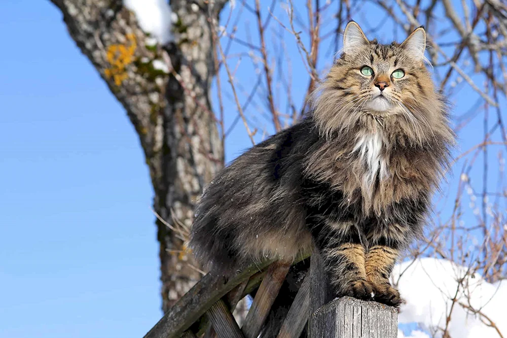Norwegische Waldkatze