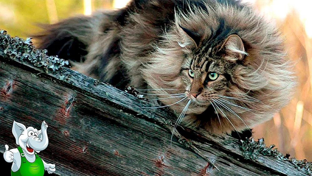 Europäische Wildkatze Waldkatze
