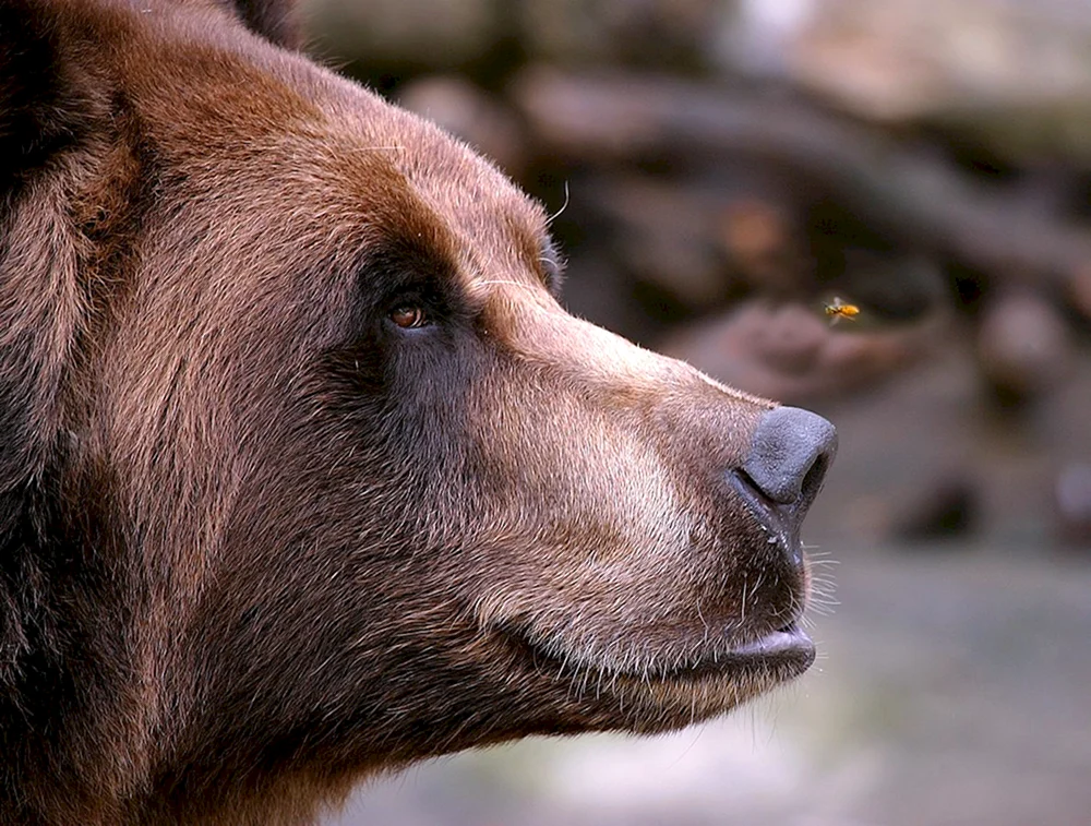 Grizzlybär