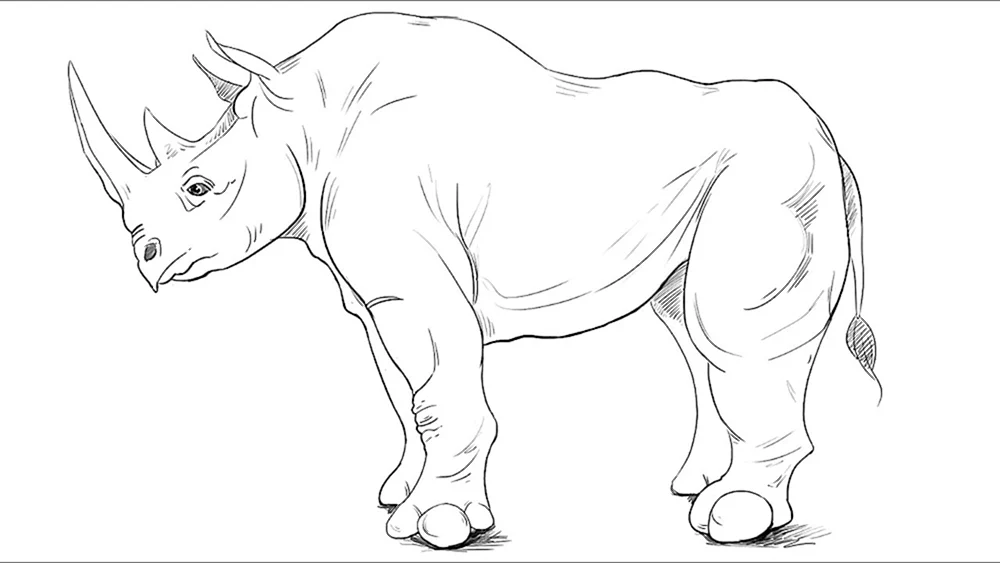 Nashorn Zeichnung