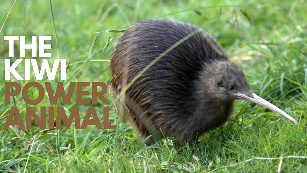 Kiwi in Neuseeland