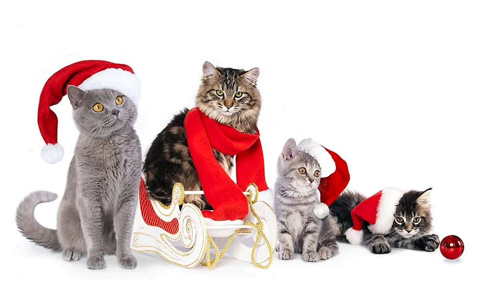 Silvesterkatze