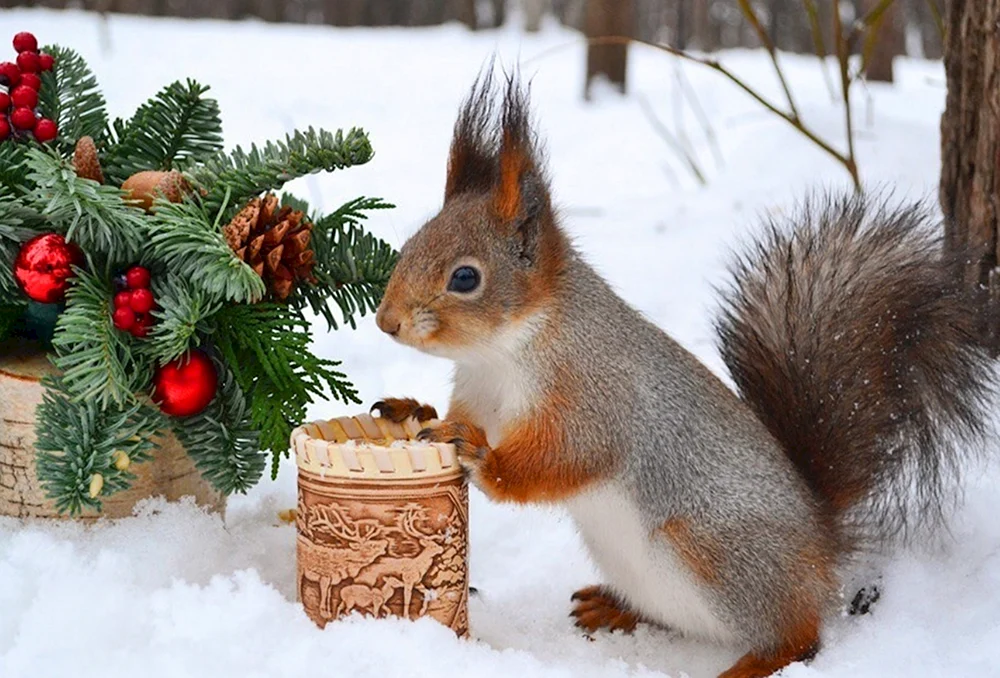 Eichhörnchen im Winterwald