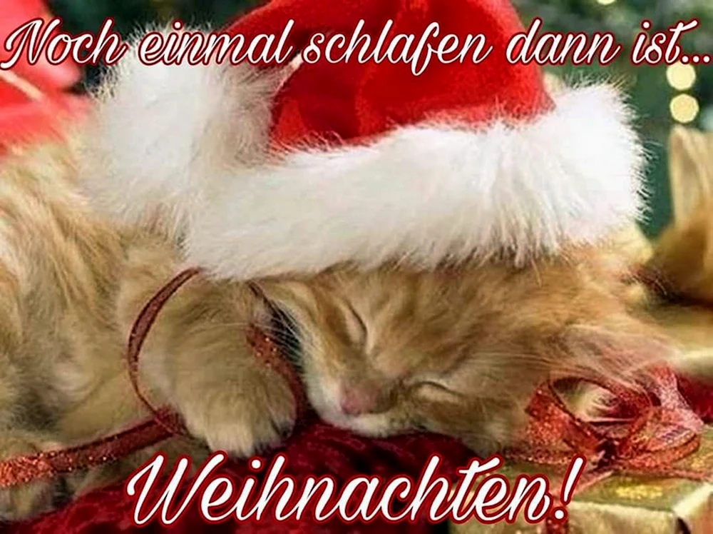 Silvesterkatze
