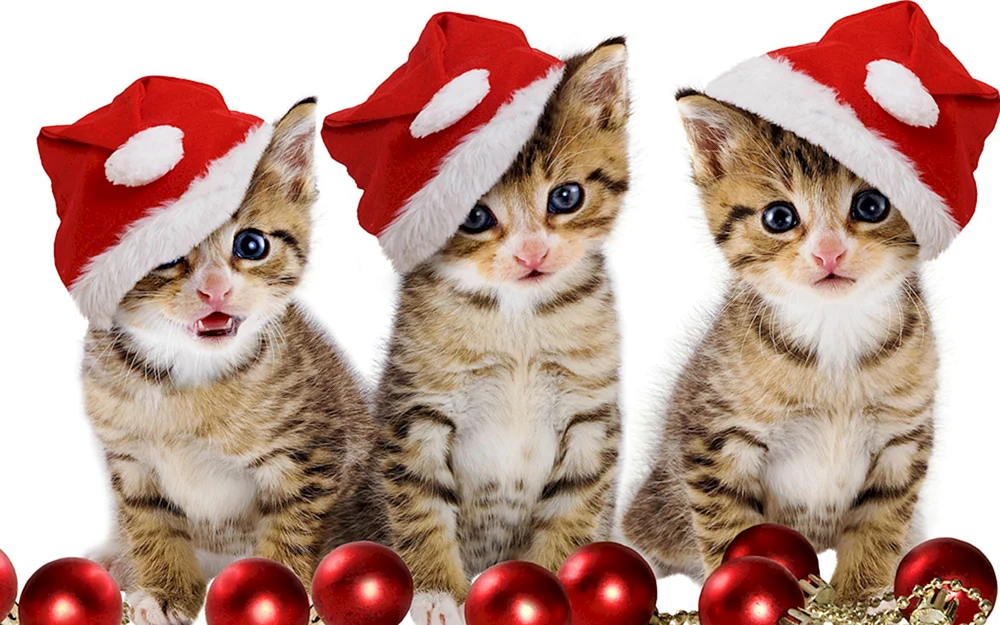 Neujahrskatze