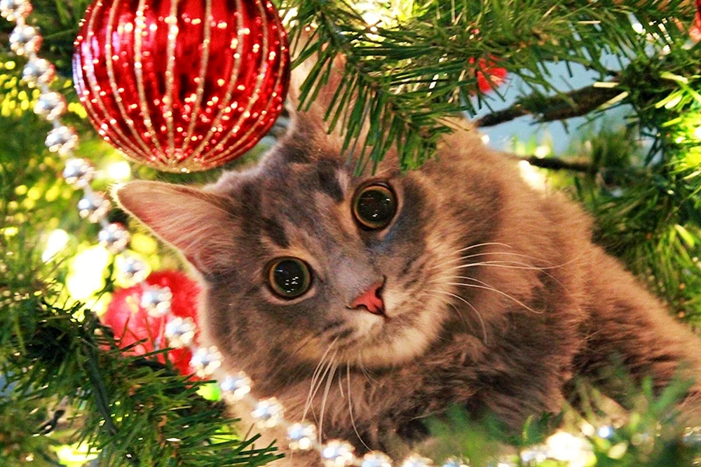 Silvesterkatze