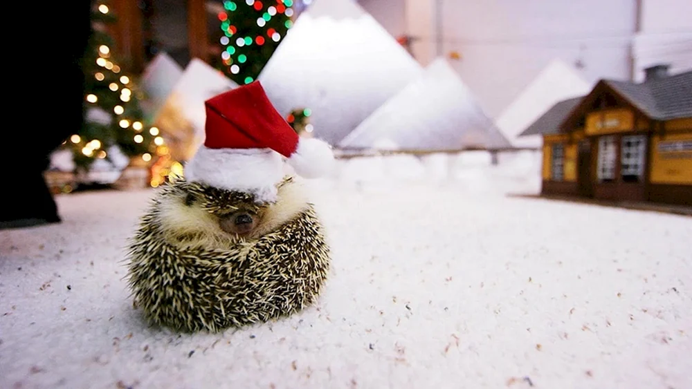 Igel im Winterschlaf