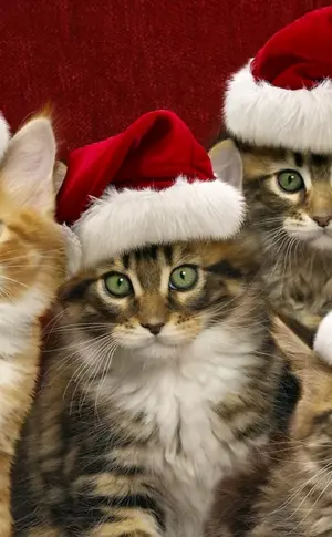 Neujahrskatze