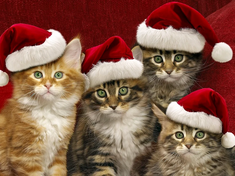 Neujahrskatze