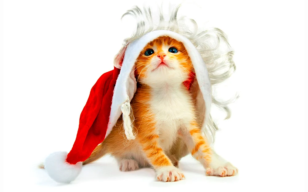 Silvesterkatze