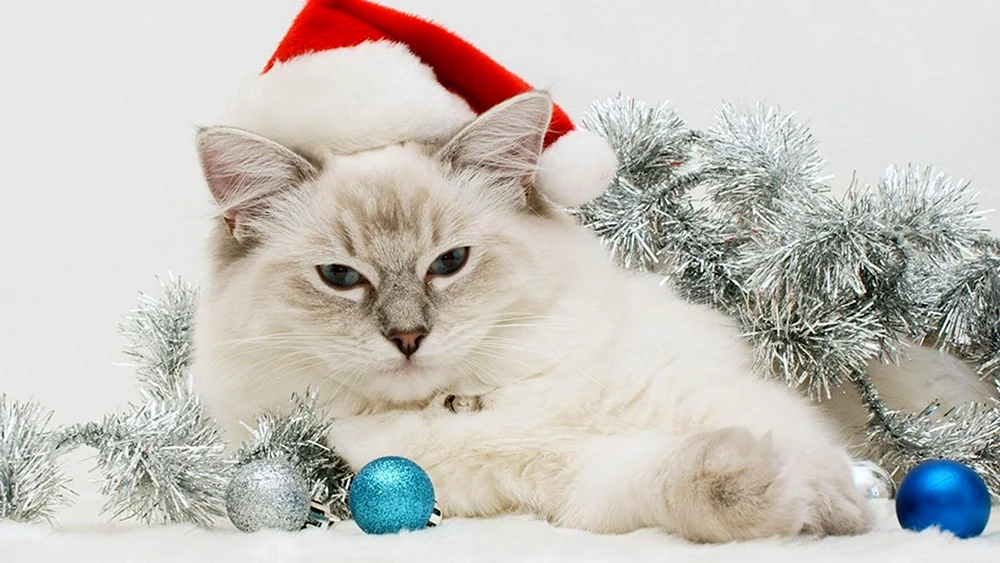 Neujahrskatze