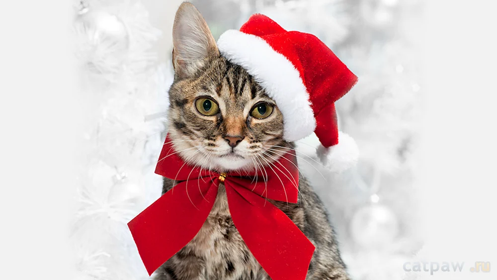 Neujahrskatze