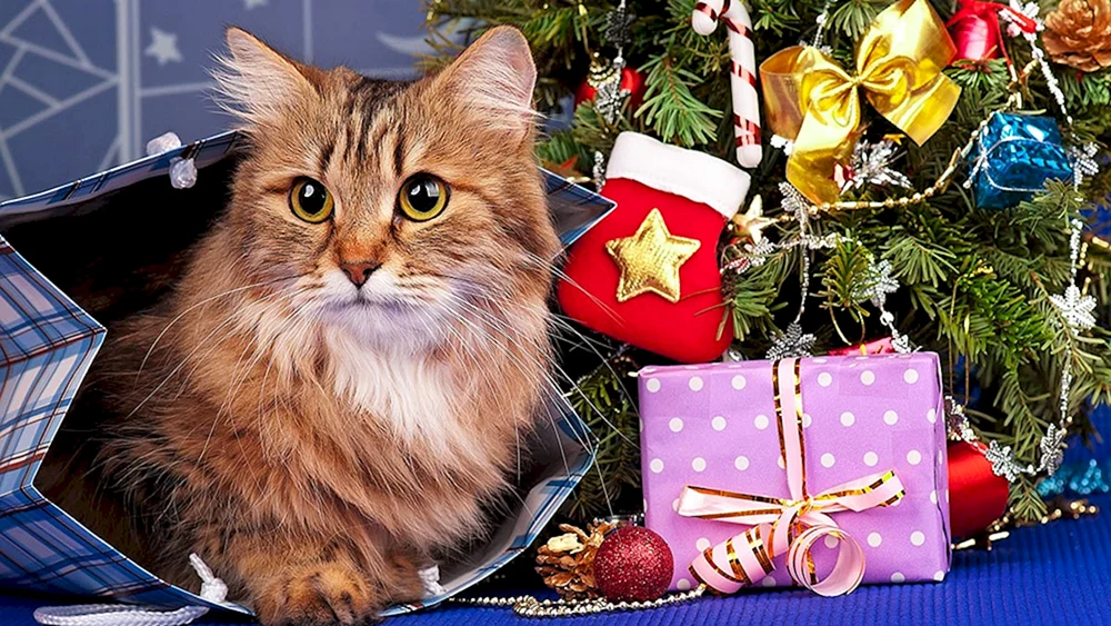 Neujahrskatze