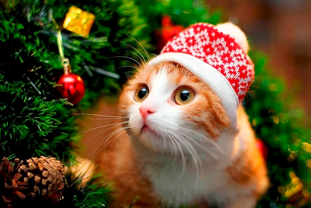 Silvesterkatze