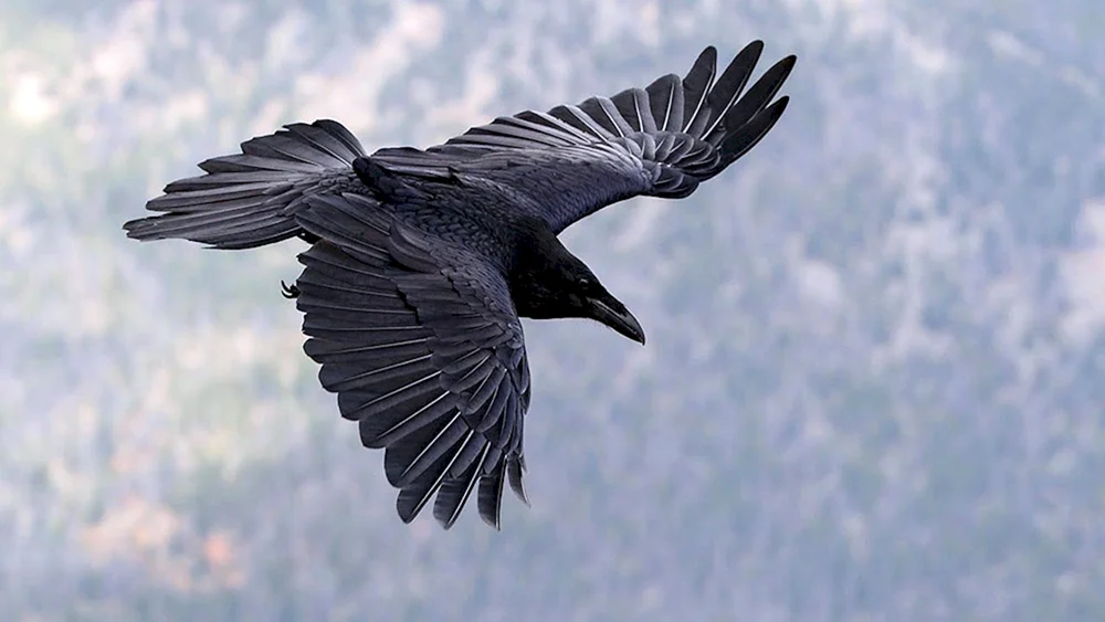 Corvus corax Vogel