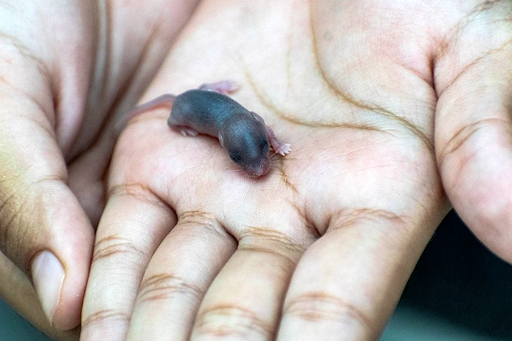 Neugeborene Dumbo-Ratten