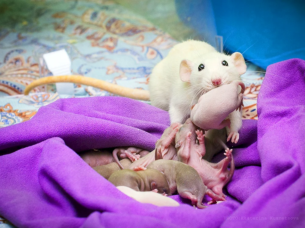 Dumbo schwarze kleine Maus