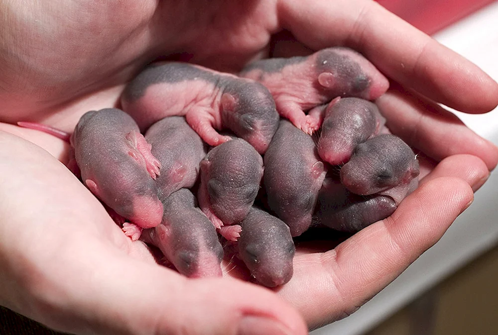 Neugeborene Dumbo Ratten