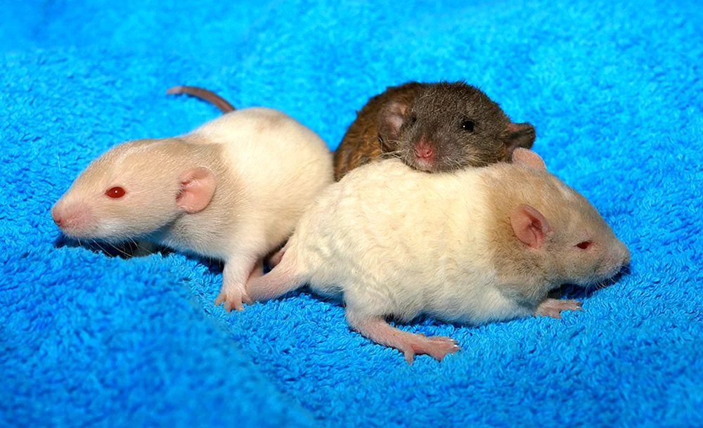 Neugeborene Dumbo-Ratten