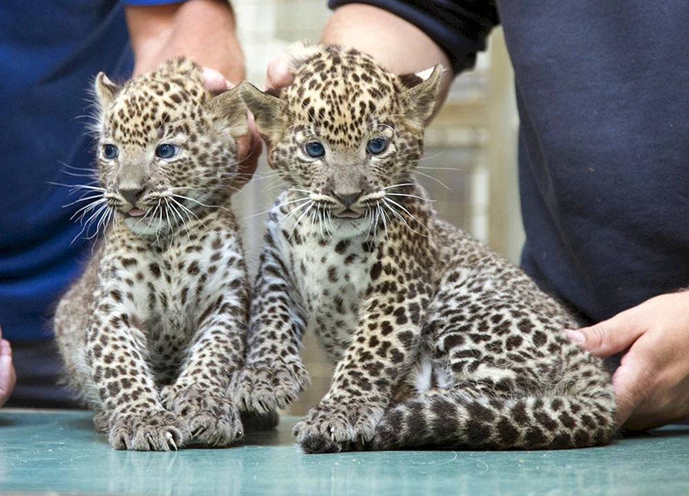 Rauchiges Leopardenjunges