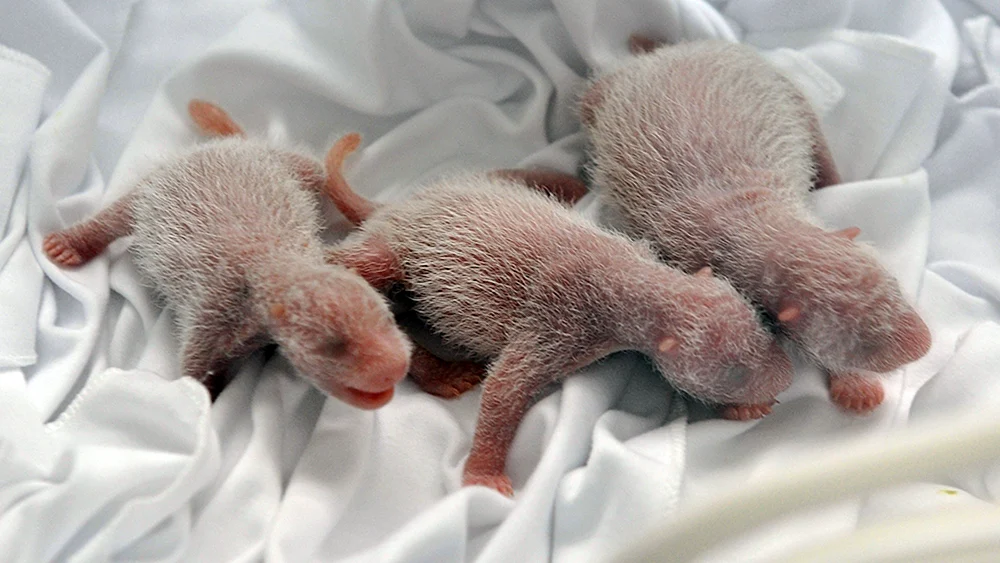 Neugeborenes Braunbärenbaby