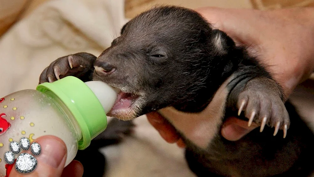 Neugeborenes Panda-Baby neugeboren