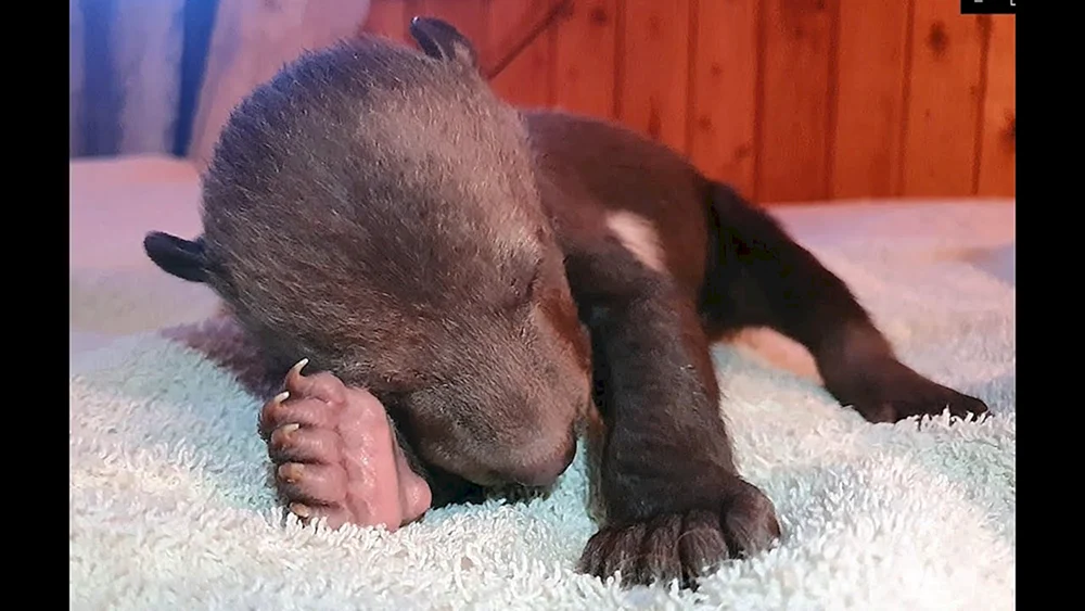 Neugeborene Braunbärenjungen