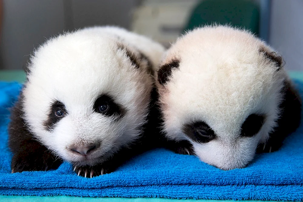 Neugeborene Pandas