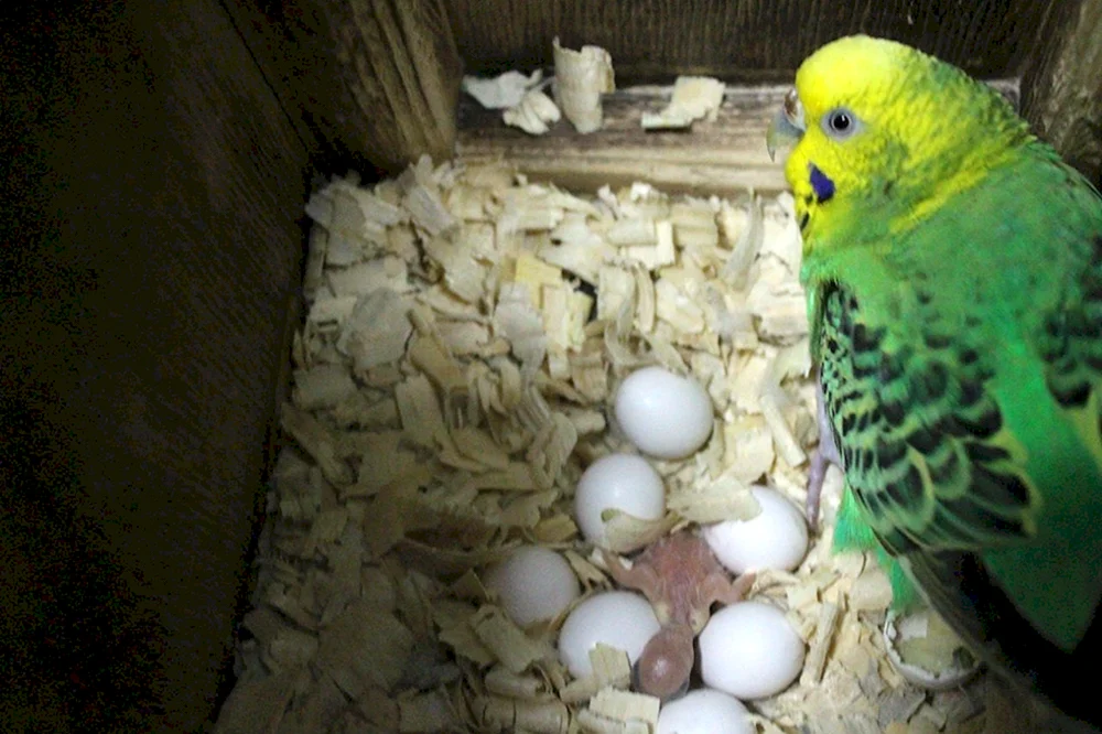 Opaline wellige Papageienküken