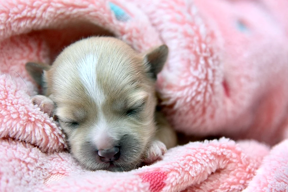 Neugeborene Toy Terrier Welpen