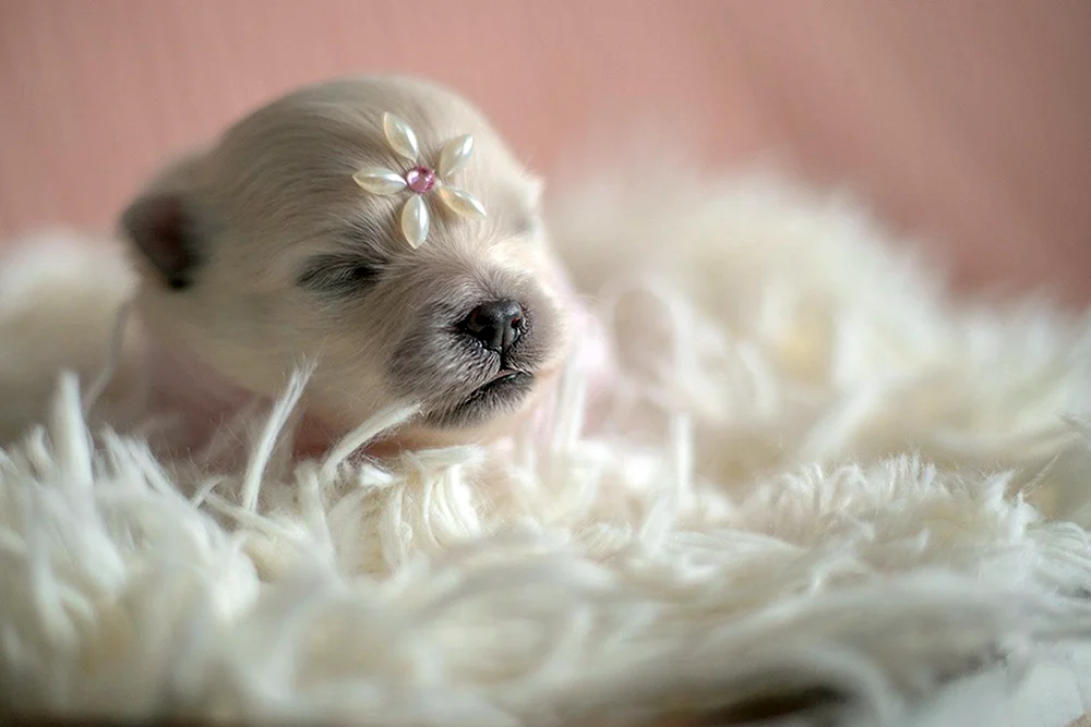 Pomeranian Spitz Neugeboren