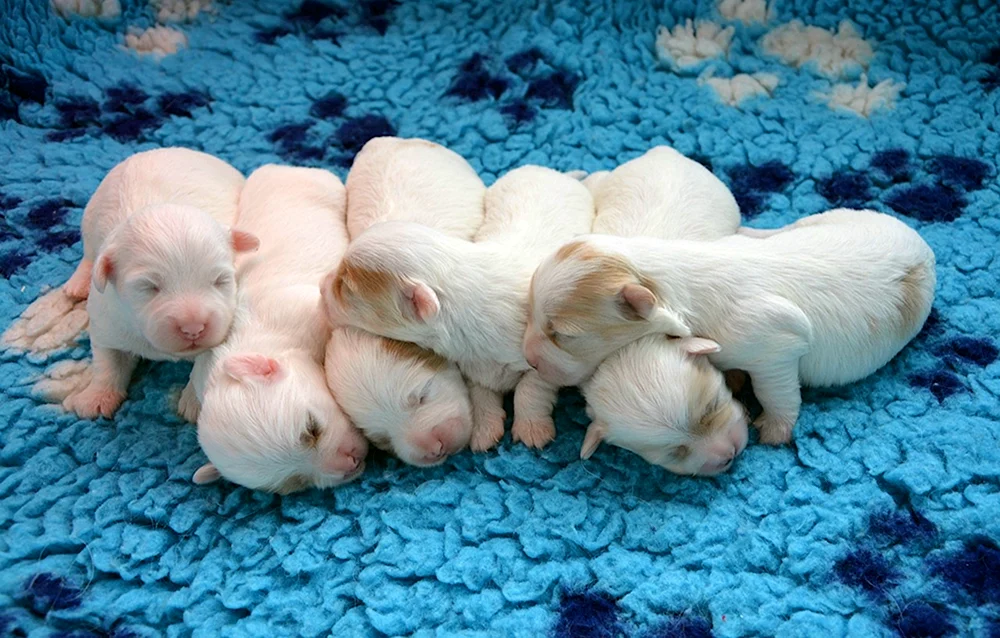Neugeborene Chihuahua Welpen