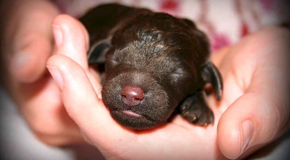 Labrador Welpen neugeboren Labrador Welpen
