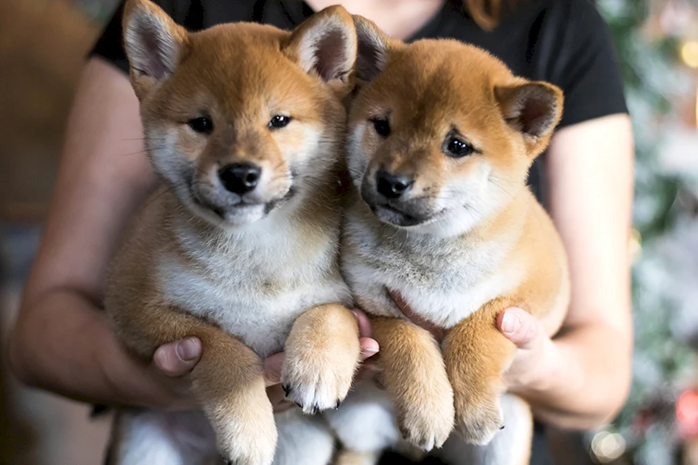 Neugeborene Welpen Shiba Inu