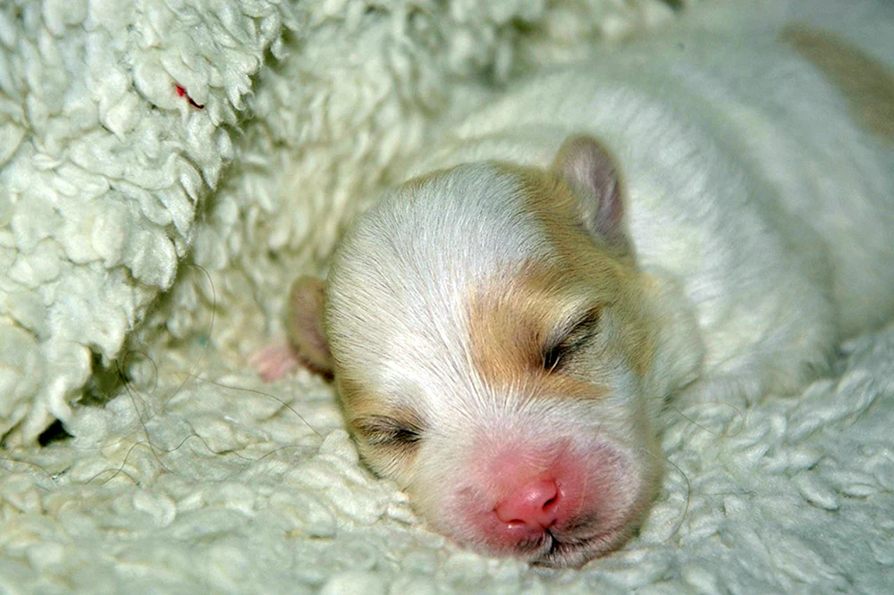 Neugeborene Siberian Husky Welpen Welpen