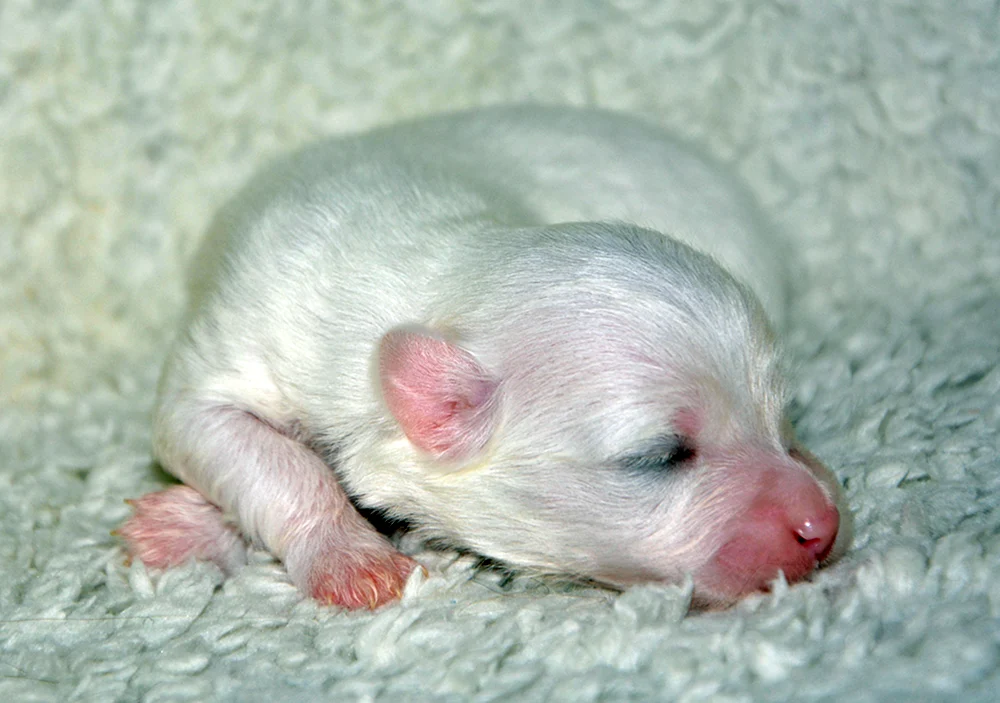 Neugeborene Hunde