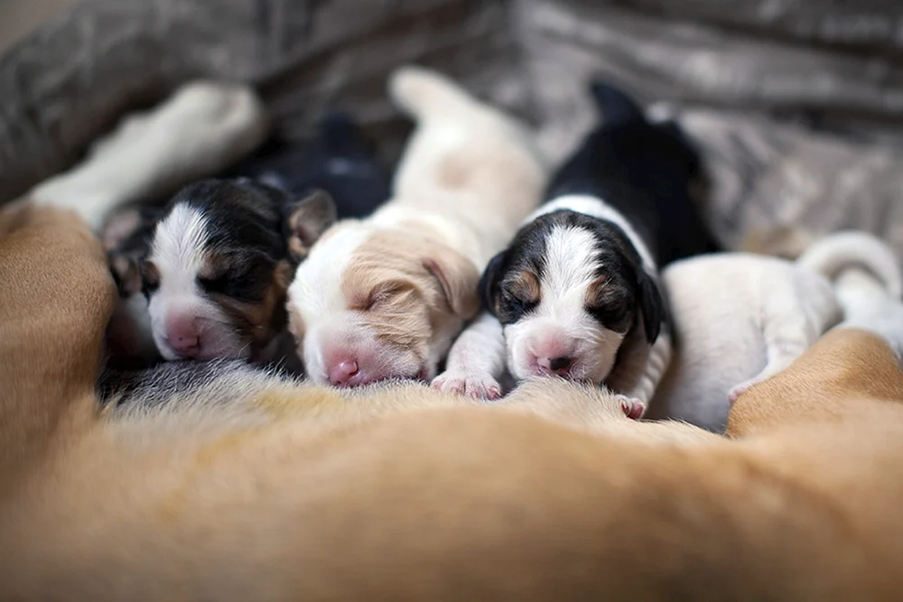 Neugeborene Hunde