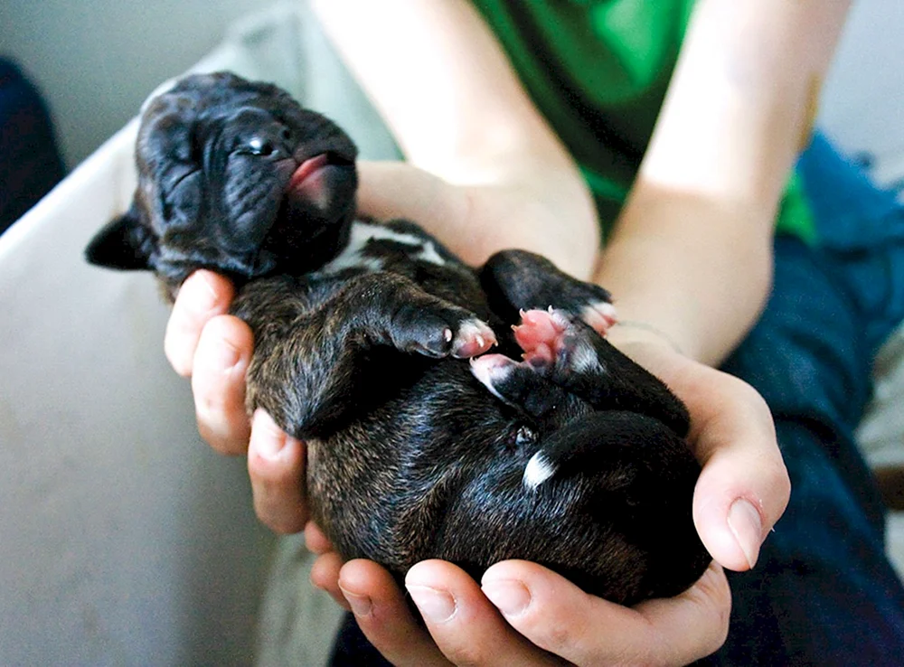 Neugeborene Hunde