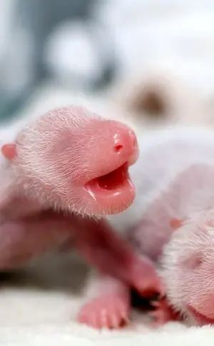Neugeborenes Eisbärenbaby
