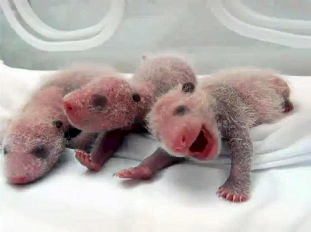 Neugeborenes Eisbärenbaby